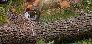 How Our Tree Care Process Works  in  Drexel, NC