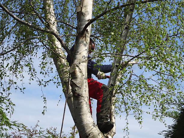 Best Leaf Removal  in Drexel, NC