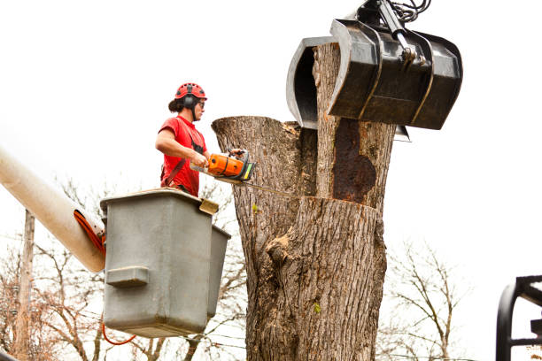 Reliable Drexel, NC Tree Services Solutions